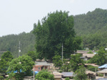 금릉 추량리은행나무