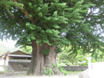 금릉 추량리은행나무