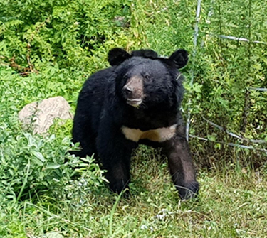 재활훈련중인 오삼이