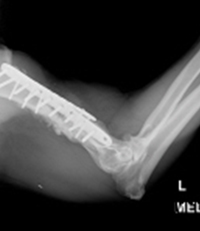 오삼이 왼쪽 앞다리 수술9주차경과 엑스레이 사진